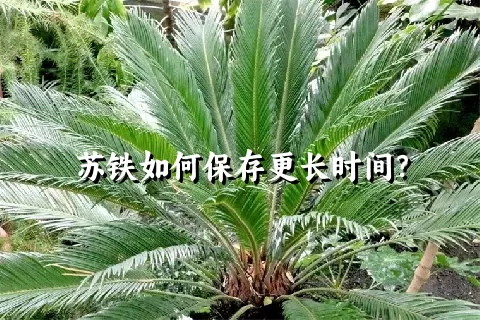 苏铁如何保存更长时间？