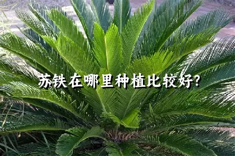 苏铁在哪里种植比较好？