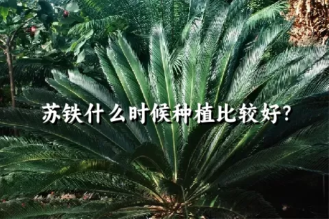 苏铁什么时候种植比较好？