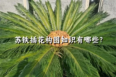 苏铁插花构图知识有哪些？