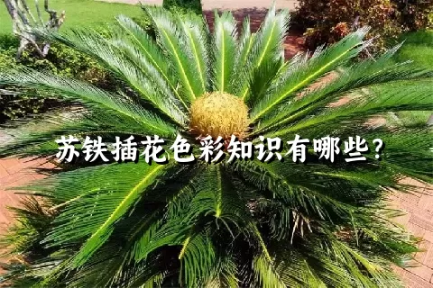 苏铁插花色彩知识有哪些？