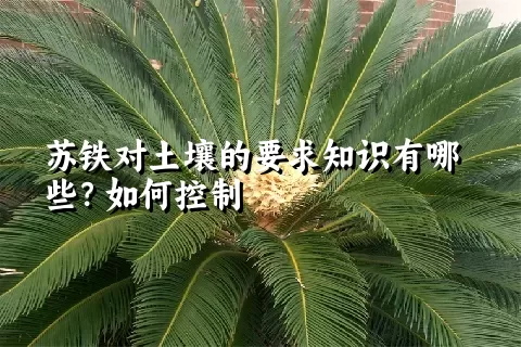 苏铁对土壤的要求知识有哪些？如何控制