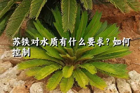 苏铁对水质有什么要求？如何控制