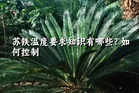 苏铁温度要求知识有哪些？如何控制