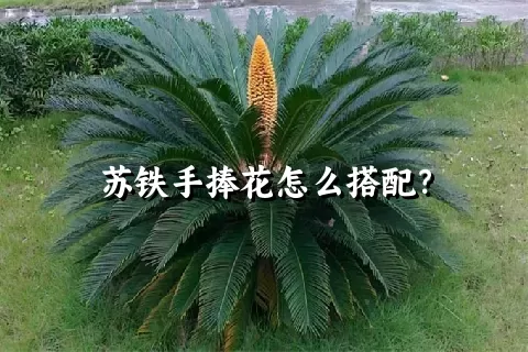 苏铁手捧花怎么搭配？