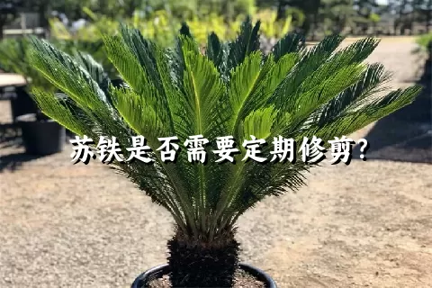 苏铁是否需要定期修剪？