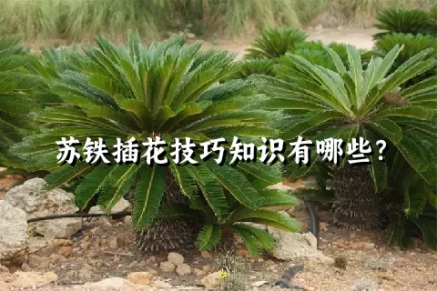 苏铁插花技巧知识有哪些？