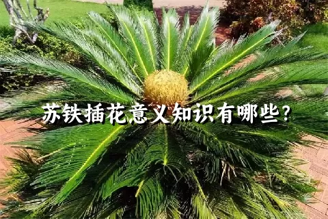 苏铁插花意义知识有哪些？