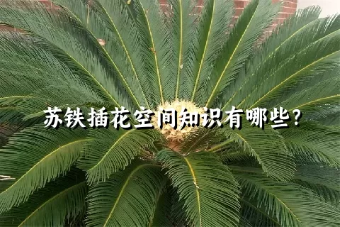 苏铁插花空间知识有哪些？