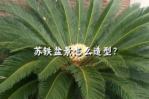 苏铁盆景怎么造型？