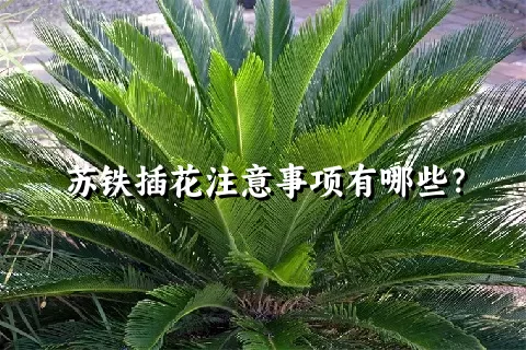 苏铁插花注意事项有哪些？