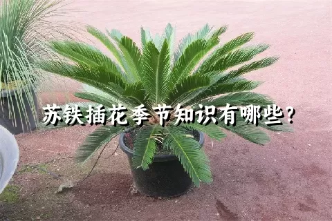 苏铁插花季节知识有哪些？