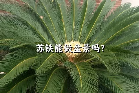 苏铁能做盆景吗？