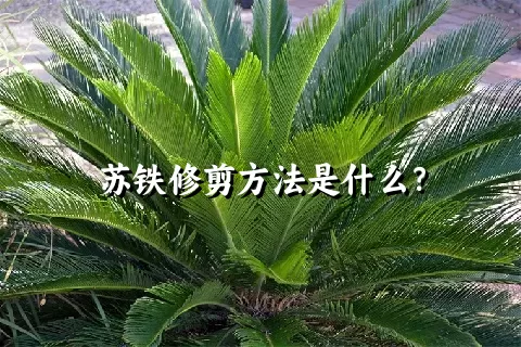 苏铁修剪方法是什么？