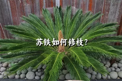 苏铁如何修枝？