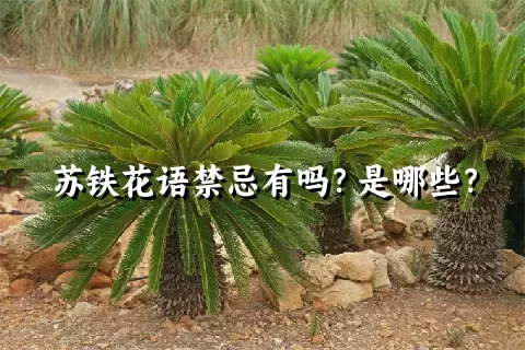 苏铁花语禁忌有吗？是哪些？