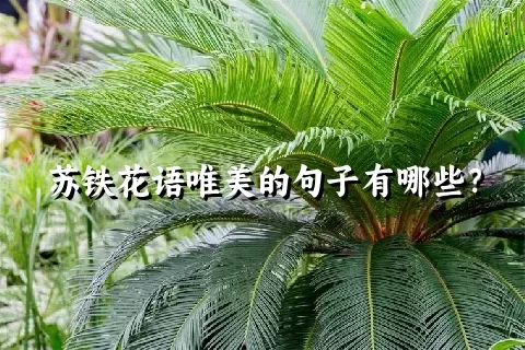 苏铁花语唯美的句子有哪些？