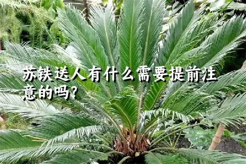 苏铁送人有什么需要提前注意的吗？