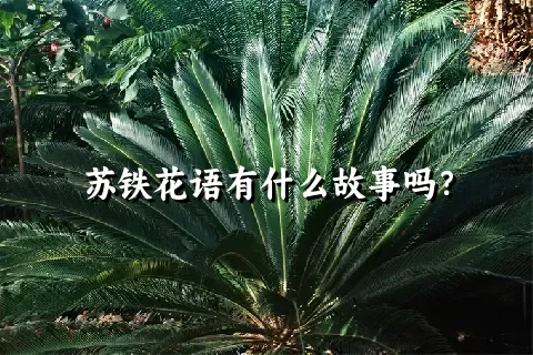 苏铁花语有什么故事吗？