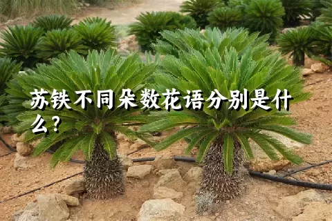 苏铁不同朵数花语分别是什么？