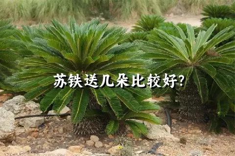 苏铁送几朵比较好？