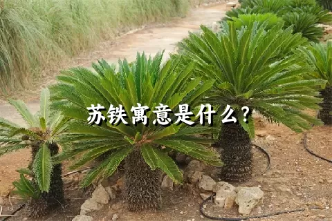 苏铁寓意是什么？