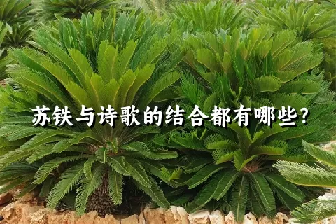 苏铁与诗歌的结合都有哪些？