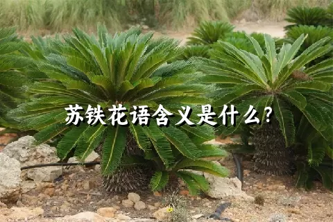 苏铁花语含义是什么？