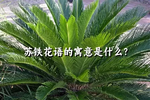 苏铁花语的寓意是什么？