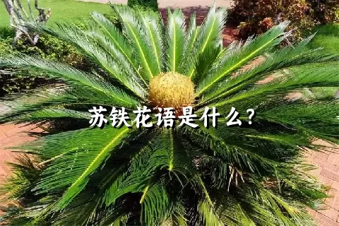 苏铁花语是什么？