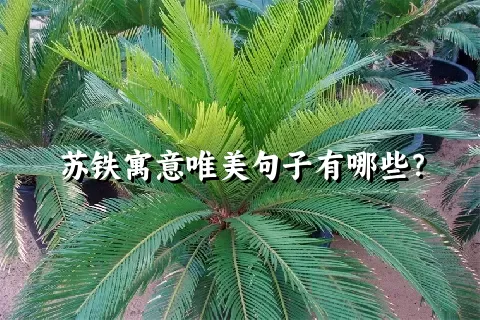 苏铁寓意唯美句子有哪些？