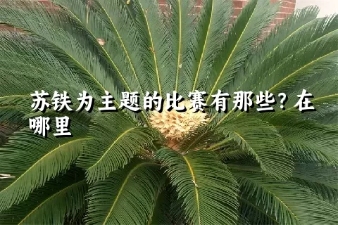 苏铁为主题的比赛有那些？在哪里