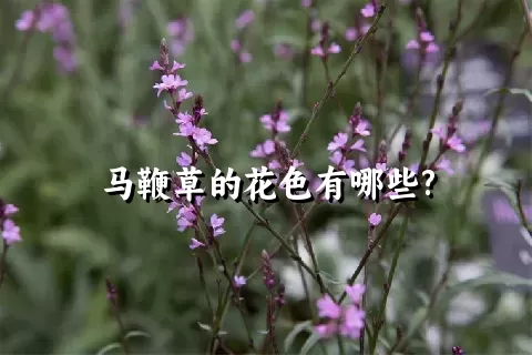 马鞭草的花色有哪些?