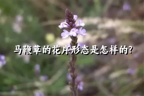 马鞭草的花序形态是怎样的?