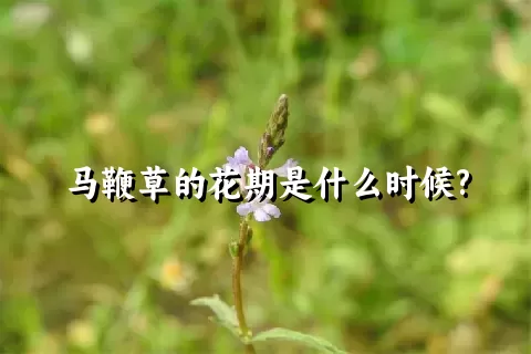 马鞭草的花期是什么时候?