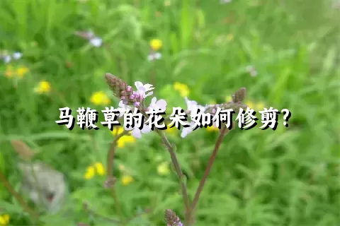 马鞭草的花朵如何修剪?