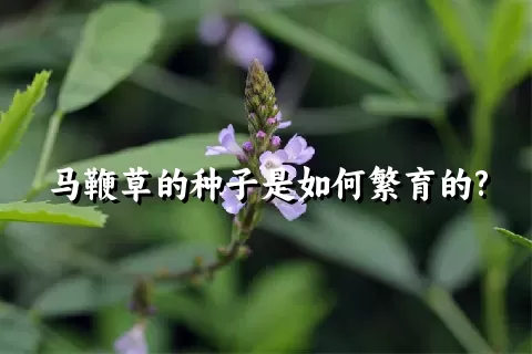 马鞭草的种子是如何繁育的?