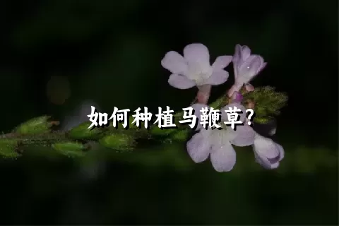 如何种植马鞭草?