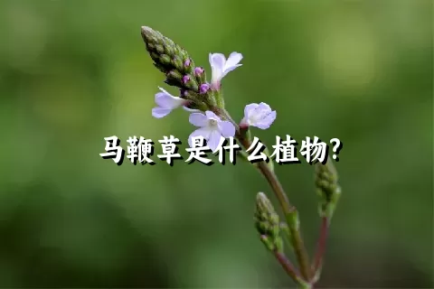 马鞭草是什么植物?