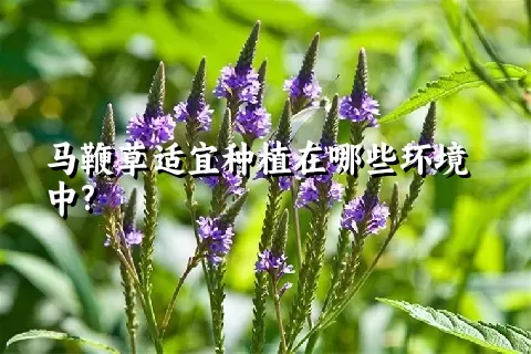 马鞭草适宜种植在哪些环境中?