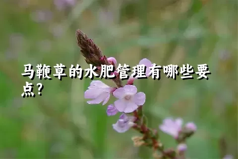 马鞭草的水肥管理有哪些要点?