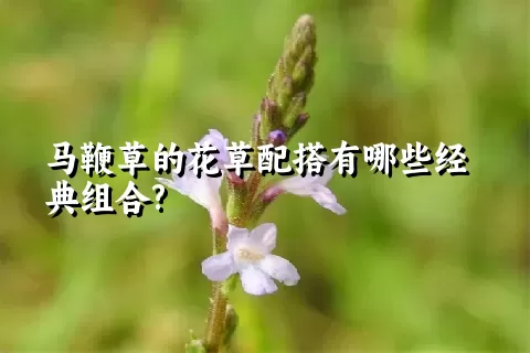 马鞭草的花草配搭有哪些经典组合?