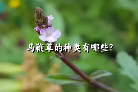 马鞭草的种类有哪些?