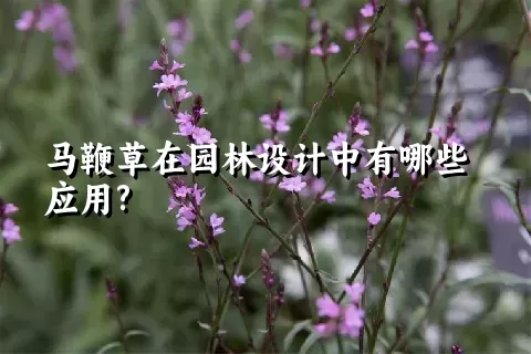 马鞭草在园林设计中有哪些应用?