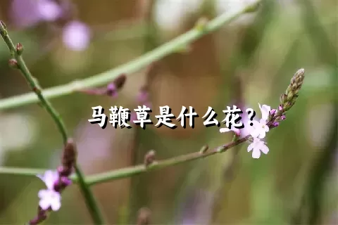 马鞭草是什么花？