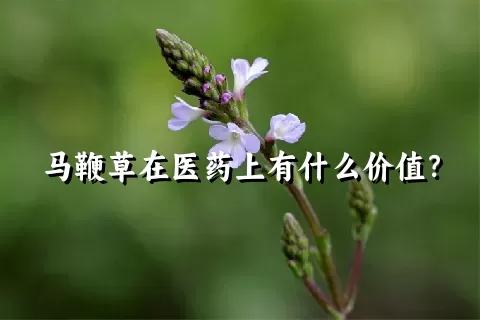 马鞭草在医药上有什么价值？