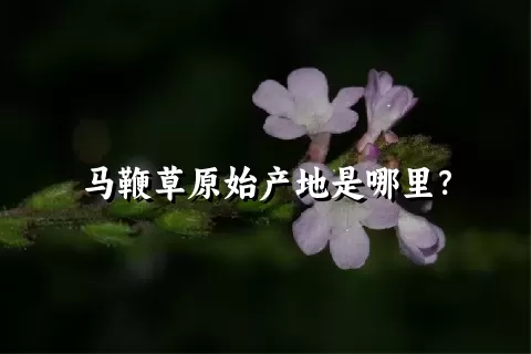 马鞭草原始产地是哪里？