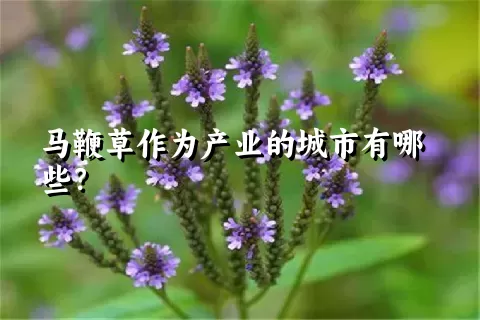 马鞭草作为产业的城市有哪些？