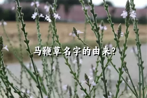 马鞭草名字的由来？