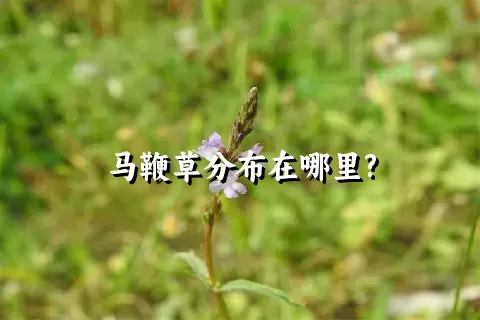 马鞭草分布在哪里?